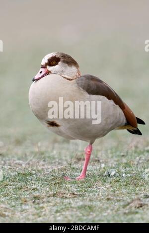 Egyptian Goose / Nilgans (Alopochen aegyptiacus) in winter, resting on frost covered farmland, standing on one leg, wildlife, Europe. Stock Photo
