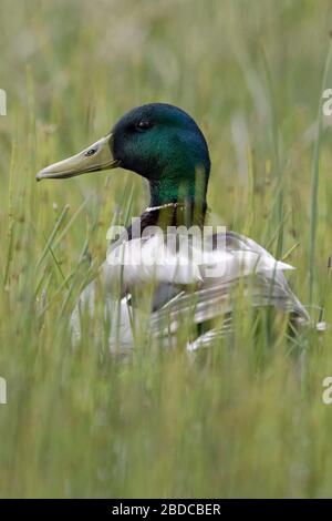 Mallard / Wild Duck / Stockente ( Anas platyrhynchos ), male adult, sitting in low natural vegetation, watching attentively, wildlife, Europe. Stock Photo