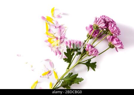 Purple chrysanthemum and petals on pink background Stock Photo