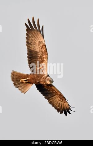Western Marsh Harrier / Rohrweihe  ( Circus aeruginosus ), adult female in hunting flight, silhouette, wingspan, view from bottom up, wildlife, Europe