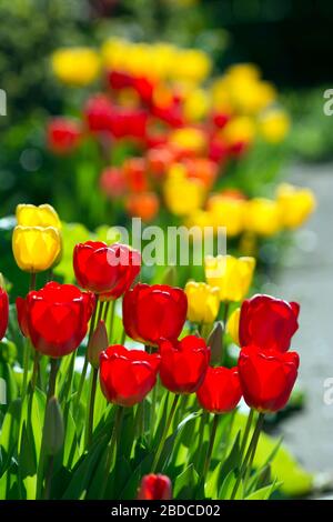 Red and yellow tulips Stock Photo