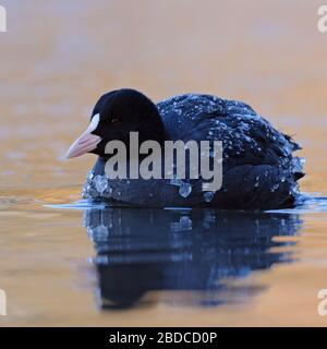 Black Coot / Eurasian Coot / Blaessralle ( Fulica atra ) with ice covered plumage swimming on nice colored water, cold-warm contrast. Stock Photo