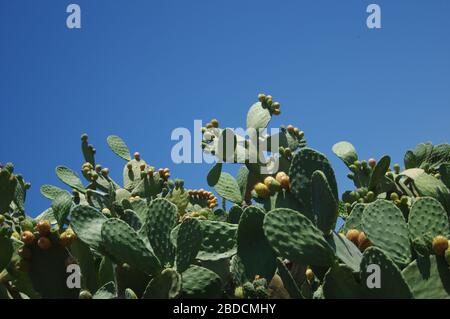 Cactus texture background. Cactus in the desert Stock Photo