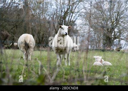 Ewe sheep in a field with lams during lambing season Stock Photo