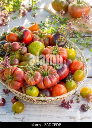 Colorful tomatoes Stock Photo