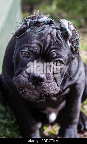 Cane-Corso puppy with cropped ears walks on the lawn Stock Photo