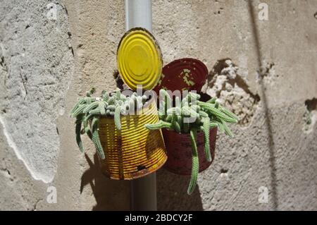Cactus texture background. Cactus in the desert Stock Photo
