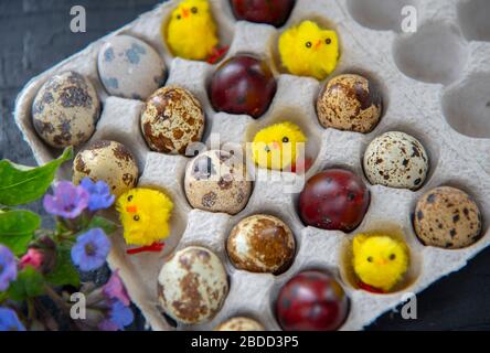 Easter composition of quail eggs and chickens in a cardboard box, decorated with spring flowers. Stock Photo