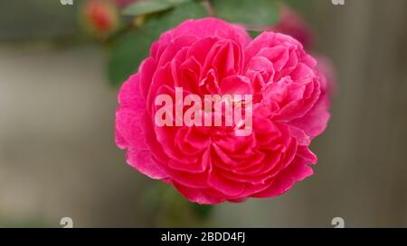 Rose flower in home garden Stock Photo