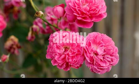 High Quality Home Garden Rose Flowers Stock Photo