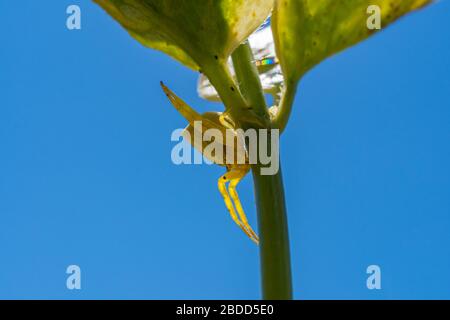 Yellow spider perched on the stem of a plant with her legs open protecting its young, macro view Stock Photo