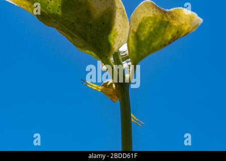 Yellow spider perched on the stem of a plant with her legs open protecting its young, macro view Stock Photo