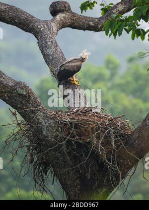 An immature Harpy Eagle (Harpia harpyja) at its nest in Floresta Nacional de Carajás, Pará, Brazil Stock Photo