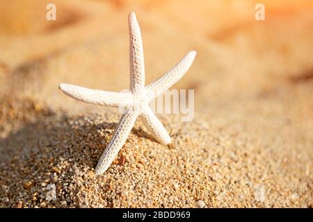 A white starfish on the sand on a hot sunny day Stock Photo