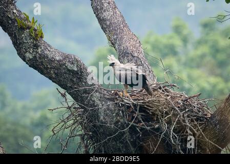 An immature Harpy Eagle (Harpia harpyja) at its nest in Floresta Nacional de Carajás, Pará, Brazil Stock Photo