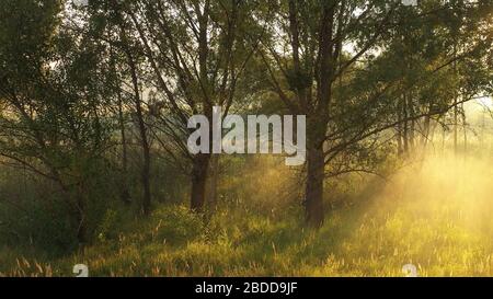 Dawn over the morning summer blurred meadow. Stock Photo