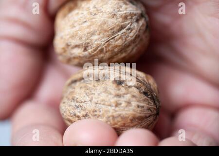 Two ripe walnuts squeezed in a human hand. Walnuts breaking. Stock Photo