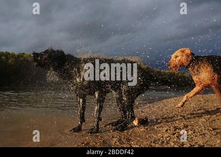 02.11.2019, Berlin, Berlin, Germany - Giant Schnauzer shakes the water out of his fur at the dog beach of Grunewaldsee. 00S191102D102CAROEX.JPG [MODEL Stock Photo