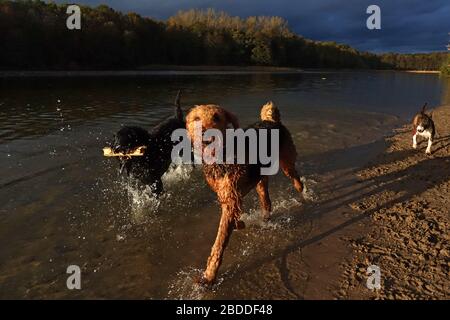 02.11.2019, Berlin, Berlin, Germany - Dogs playing with each other on the dog beach of Grunewaldsee. 00S191102D100CAROEX.JPG [MODEL RELEASE: NOT APPLI Stock Photo