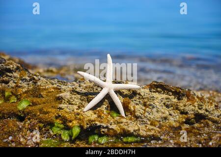 The white starfish on stones against the background of the sea on a hot sunny day Stock Photo