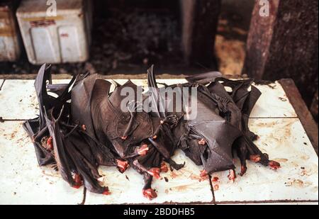 13.04.2014, Tomohon, Sulawesi, Indonesia - At the traditional meat market in Tomohon, roasted flying foxes or giant bats are offered for consumption. Stock Photo