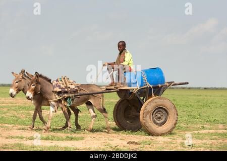 11.11.2019, Gode, Somali Region, Ethiopia - In the steppe a boy traditionally steers a donkey cart loaded with a water barrel. Project documentation o Stock Photo