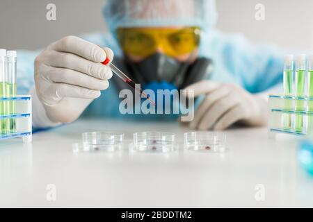 Researcher in a lab dripping a blood sample in a Petri dish. Focus on a pipette. A researcher in a laboratory drips a blood sample into a petri dish. Stock Photo