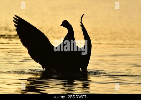 Misty sunrise with Canada geese Stock Photo