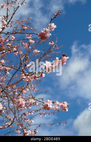 PINK CHERRY BLOSSOM Prunus IN EARLY SPRING WITH A BLUE SKY IN SCOTLAND Stock Photo