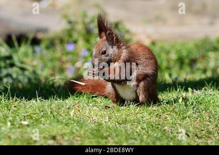 05 April 2020, Berlin: A red squirrel sits on a meadow in a cemetery in Schöneberg and eats some seeds it had previously taken from a bird feeder. Photo: Wolfram Steinberg/dpa Stock Photo