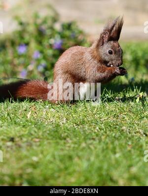 05 April 2020, Berlin: A red squirrel sits on a meadow in a cemetery in Schöneberg and eats some seeds it had previously taken from a bird feeder. Photo: Wolfram Steinberg//dpa Stock Photo