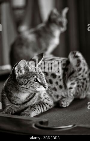 Savannah cat lounging on a pool table with a second cat out of focus sitting in the background Stock Photo