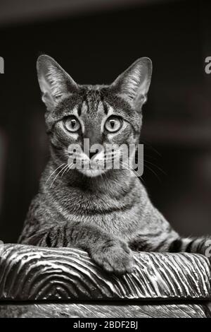 Savannah cat perched on the side of a table looking directly into the camera Stock Photo