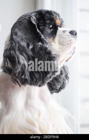 Cute adult purebred tricolor American Cocker Spaniel indoors. A black and white dog with brown eyebrows. Natural daylight. Stock Photo