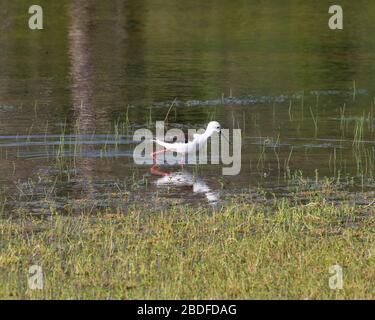 Black-winged Stilt wading in a lake in Sri Lanka Stock Photo