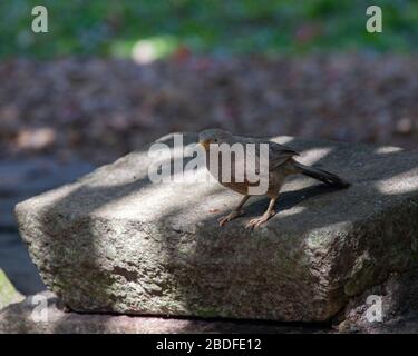 Yellow-billed Babbler Stock Photo