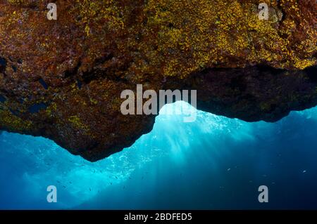 Ceiling of an underwater cave covered with sponges and cnidaria with sun rays and fishes in the back (La Palma, Canary Islands, Atlantic sea, Spain) Stock Photo