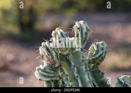 Closeup of a cactus sprouting new growth heads Stock Photo