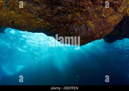 Ceiling of an underwater cave covered with sponges and cnidaria with sun rays and fishes in the back (La Palma, Canary Islands, Atlantic sea, Spain) Stock Photo