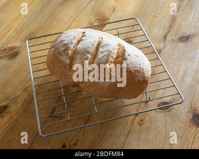Just baked home made Bloomer loaf of bread on a wire cooling rack placed on a wooden table. Stock Photo