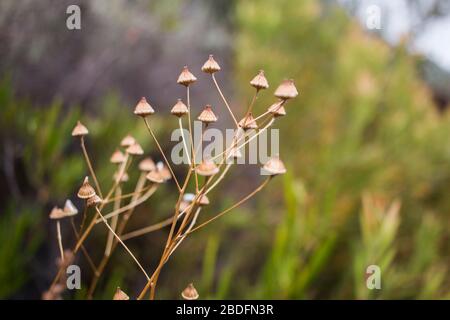 Dried seed heads on a dead branch in the sunlight, fynbos plant closeup Stock Photo