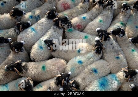 Loading sheep onto a livestock wagon at Kirkby Stephen, Cumbria, heading to Estonia as part of an export breeding program. Stock Photo