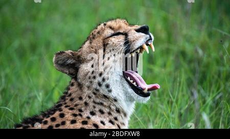 The head of a cheetah, Acinonyx jubatus jubatus, as it yawns, teeth and tongue showing, eyes closed Stock Photo