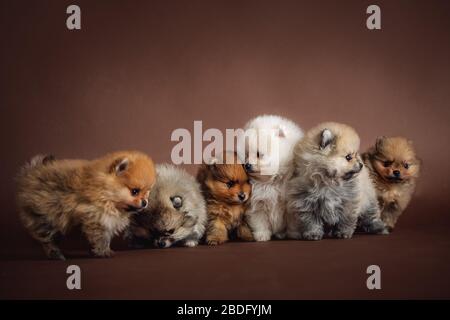 Very cute little Pomeranian puppies on a brown background posing in the studio. On the photo they are just a few weeks old Stock Photo