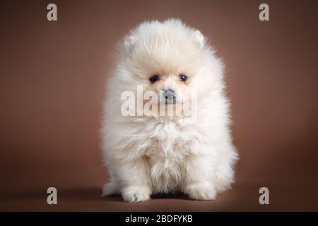Very cute little Pomeranian puppies on a brown background posing in the studio. On the photo they are just a few weeks old Stock Photo