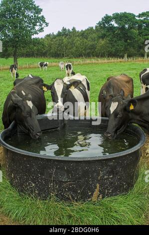 Dairy cattle drink clean fresh water from a water trough. Cumbria, UK. Stock Photo