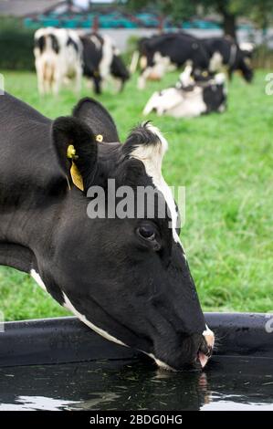 Dairy cattle drink clean fresh water from a water trough. Cumbria, UK. Stock Photo