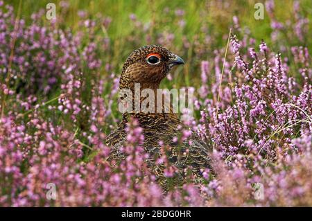 Red Grouse, Lagopus scotica, in heather in full bloom on Askrigg Moor, North Yorkshire, UK Stock Photo