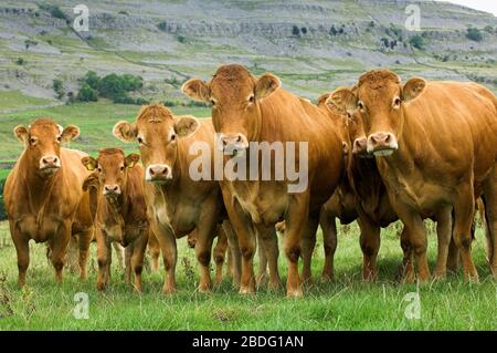 Herd of pedigree Limousin cattle in Chapel-le-Dale, near Ingleton, North Yorkshire, UK. Stock Photo