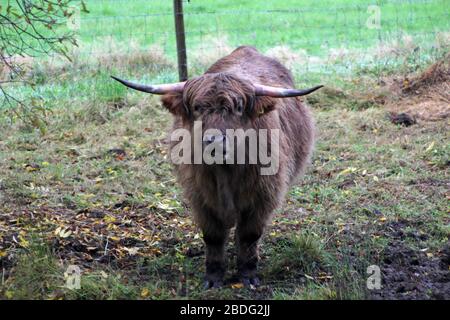 Scottish highland cows in the glens of Loch Voil, Balquhidder, Stirling, Scotland Stock Photo